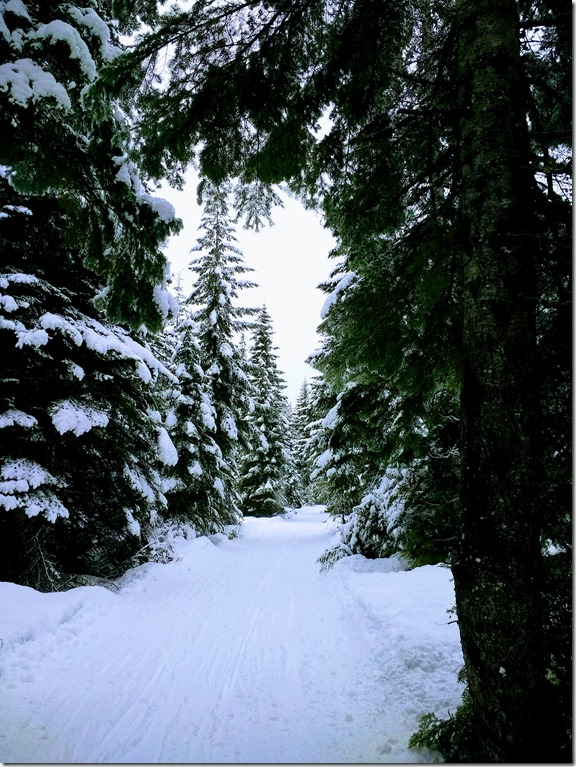 Ski trail in Crystal Springs sno park Ski trail in Crystal Springs sno park