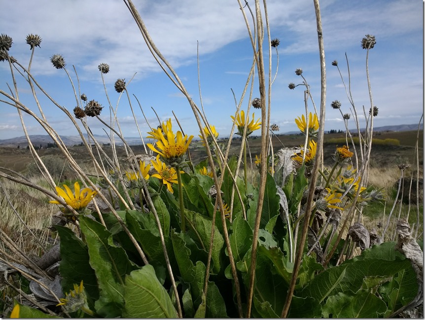 Yellow wildflowers on the Cowiche Canyon winery hike