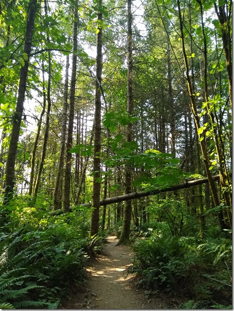 Forest along Chirico Trail to Poo Poo Point Forest along Chirico Trail to Poo Poo Point