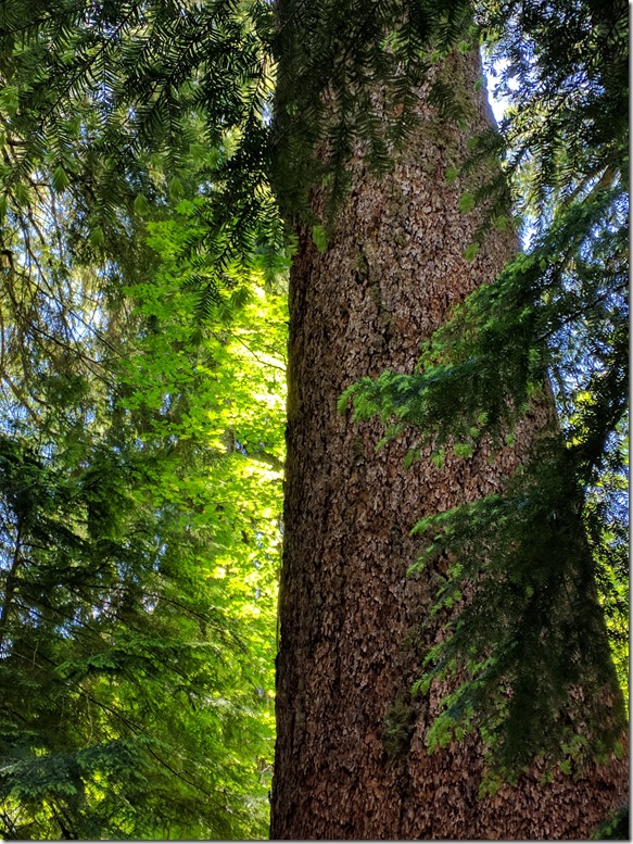 Doug Fir Grove of the Patriarchs Mt Rainier Doug Fir Grove of the Patriarchs Mt Rainier