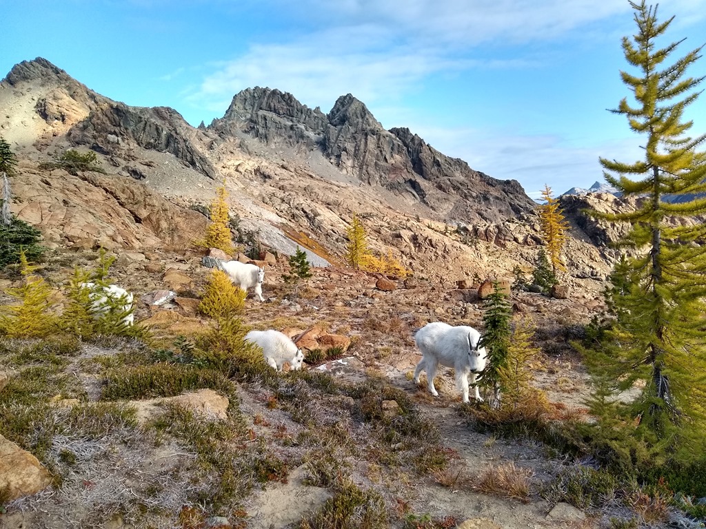 four white goats are between green and yellow larch trees and bushes. There are rocks around them and mountains in the background