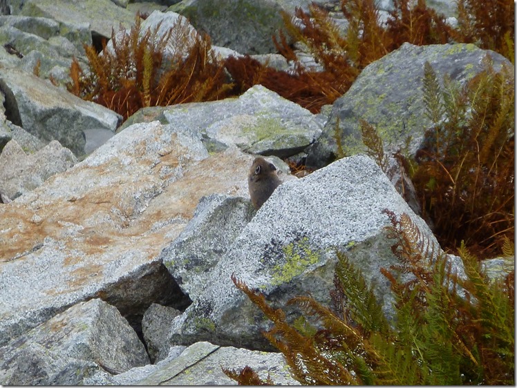 a pika pokes it's head out between a few boulders and ferns