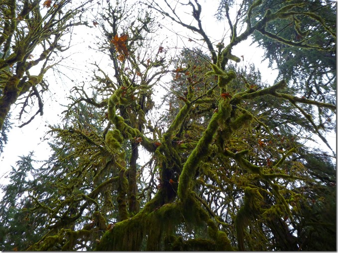 Hoh Rainforest sky view Hoh Rainforest sky view