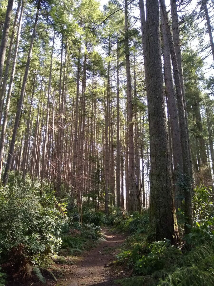 Tall straight trees without leaves with ferns below and a winding trail