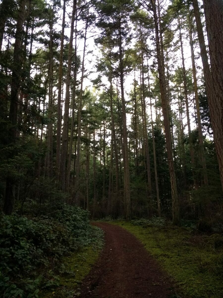 A trail winds through a green forest on a cloudy day