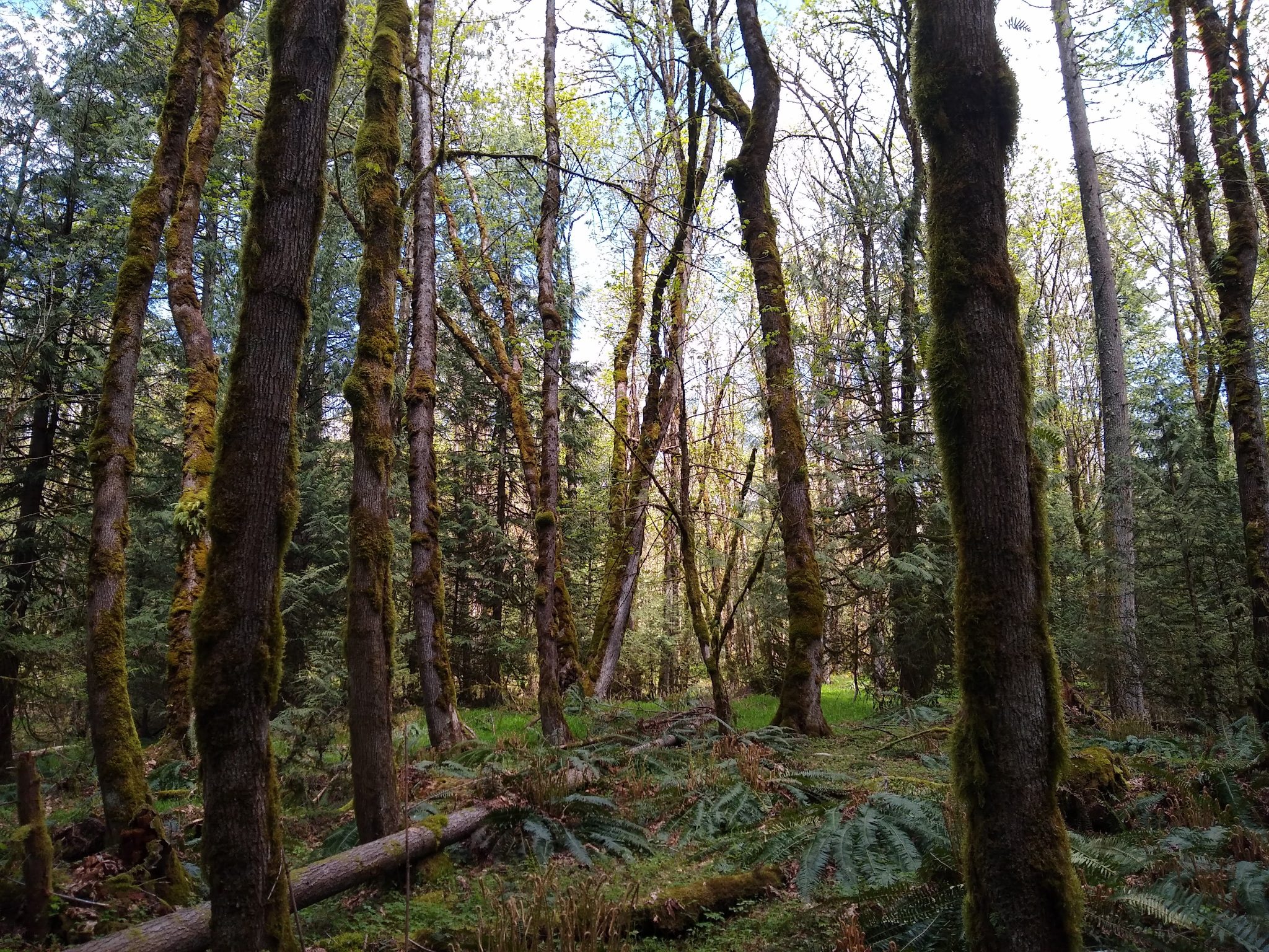 Second growth forest with ferns and moss on the May Valley Loop hike
