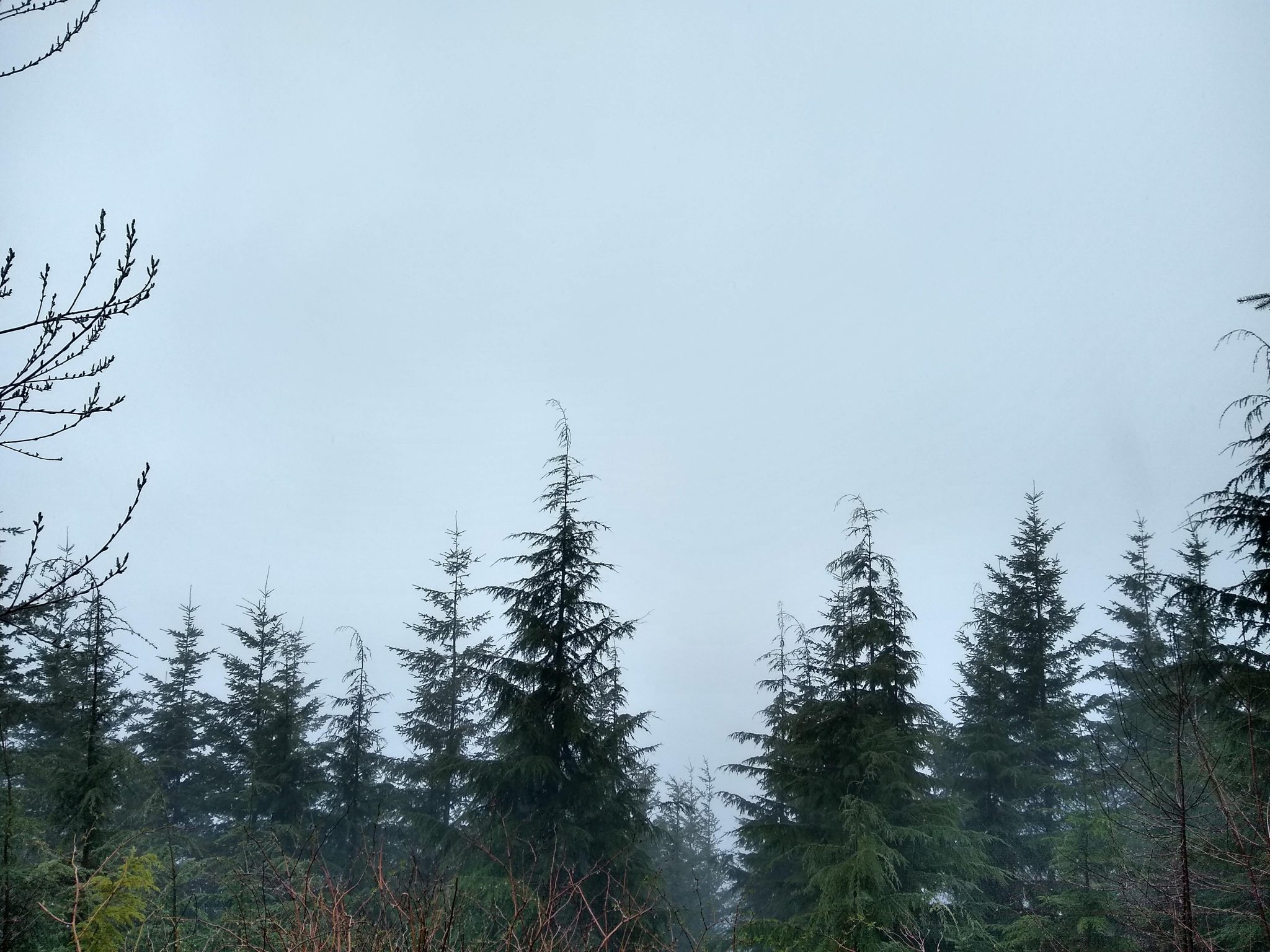 Trees in the fog