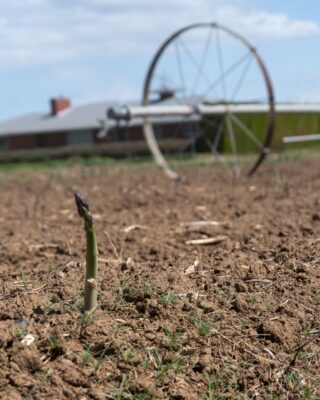 A single spear of asparagus stands in a field against a distant irrigation wheel