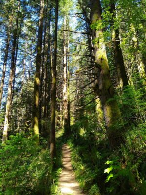 Thick, tall, green trails line both sides of a shady trail