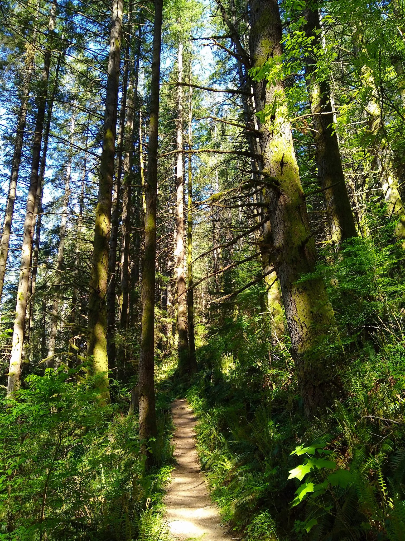 Oyster Dome Loop Hike near Bellingham Ordinary Adventures