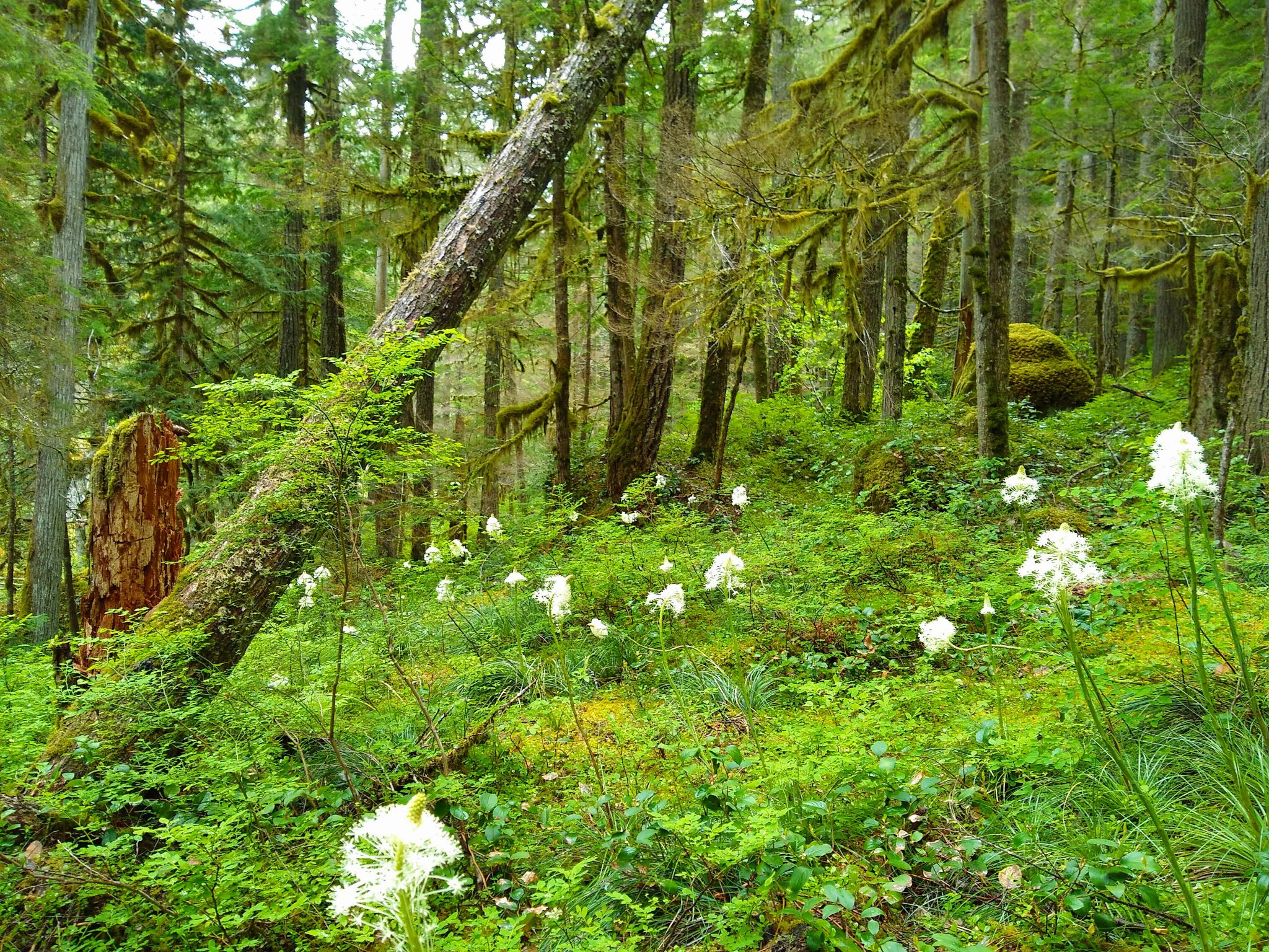 Forest with green undergrowth and scattered white wildflowers on tall stalks