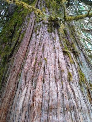 The bark of an old growth tree fills the photo, with a few branches near the top