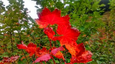 Bright red fall leaves against a background of green bushes
