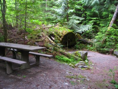 A picnic table in a dark and wet forest. There are trees around and an open area of dirt.