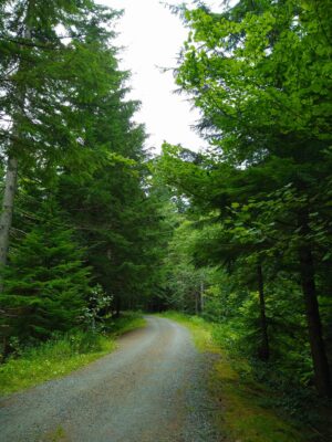 A gravel road, or wide trail, winds through tall green trees on a cloudy day on the Snoqualmie tunnel one way bike ride