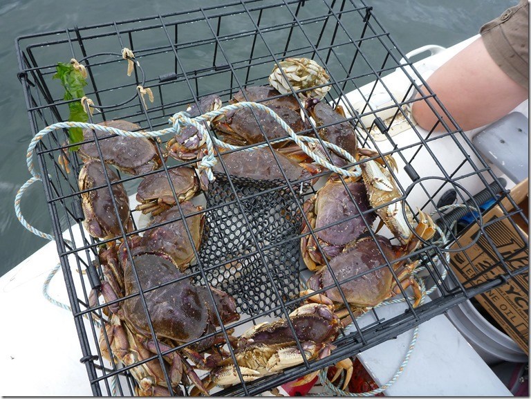 A full crab pot on the deck of a boat