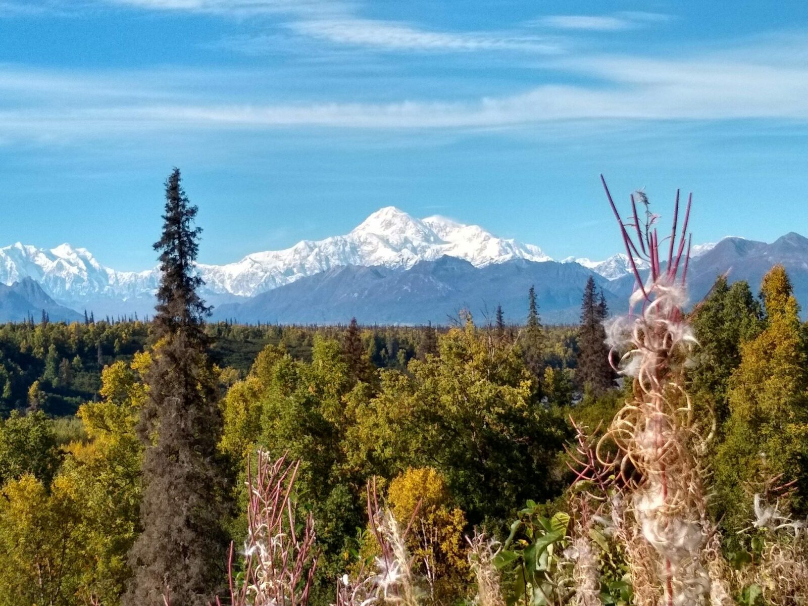 Denali rises above the Susitna river on a sunny day. There are trees in the foreground. The Denali lookout is part of the Alaska itinerary