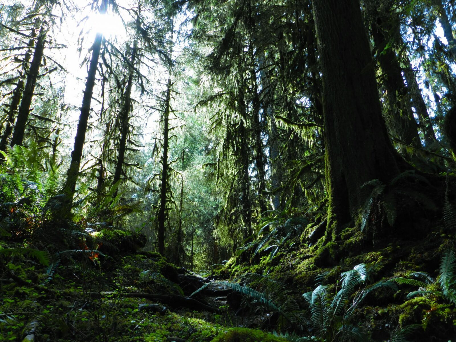 The sun tries to penetrate a deeply wooded and mossy forest carpeted in ferns