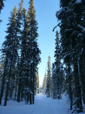 One of the best March activities in Fairbanks is cross country skiing. This is one of the parts of the University of Alaska Fairbanks groomed trail system