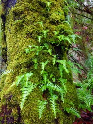A thick tree covered in green moss and small, green ferns