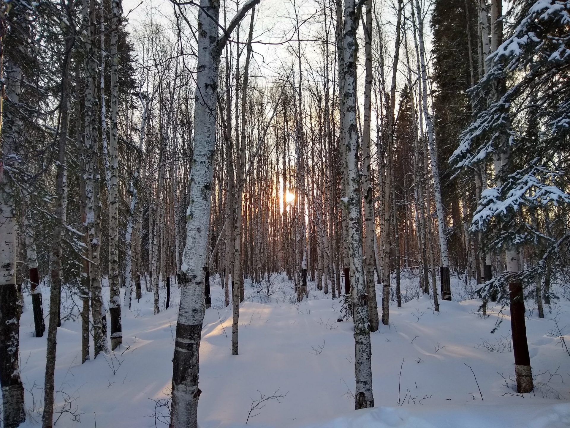 20 Unique Things to do in Fairbanks Alaska Ordinary Adventures