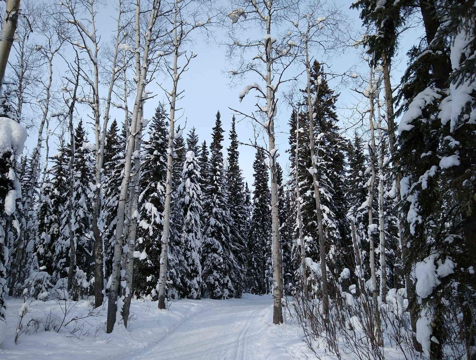 Snowy evergreen and birch trees along the UAF ski trail system, one of the many winter things to do in Fairbanks
