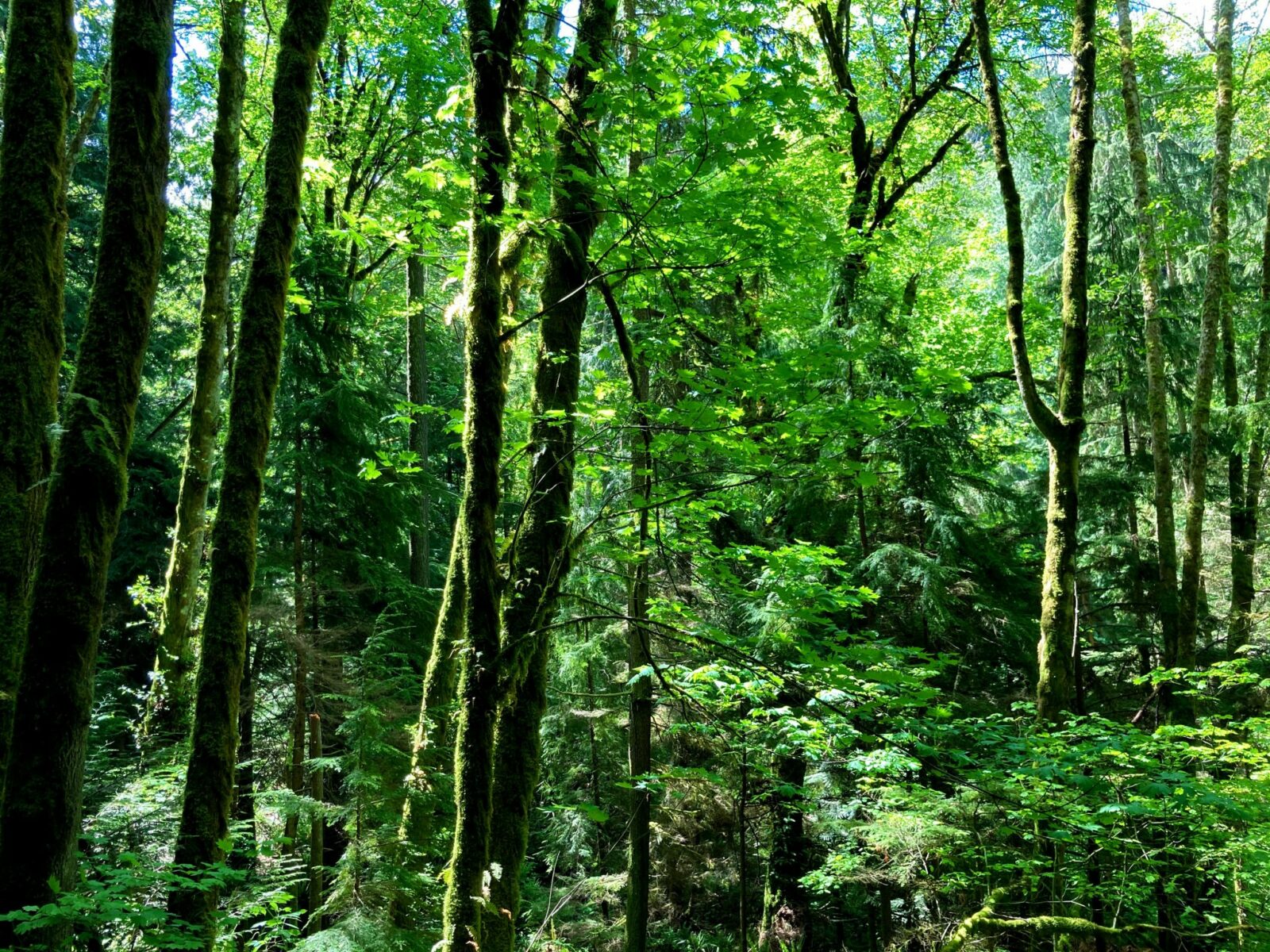 Dense green forest and ferns below on a sunny day