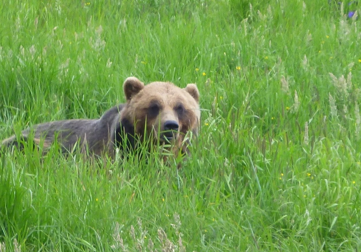 A brown bear in a field of grasses.
