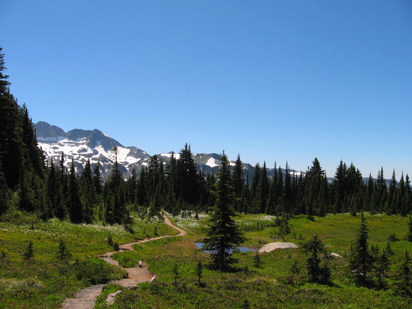 A dirt trail wides through Spray Park, an alpine meadow in Mt Rainier National Park. There are low shrubs and trees and wildflowers along the trail and evergreen trees circle the meadow. In the distance are snow capped mountains