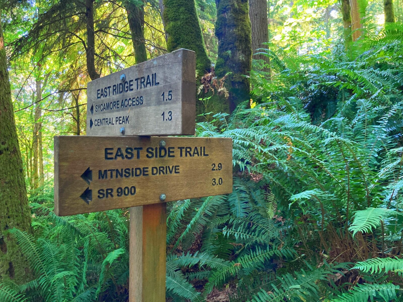 Two wooden direction trail signs on the East Ridge Trail in a forest full of ferns. One sign points to the Sycamore Access Trail and Central Peak, the other points to Mountainside Drive and SR 900