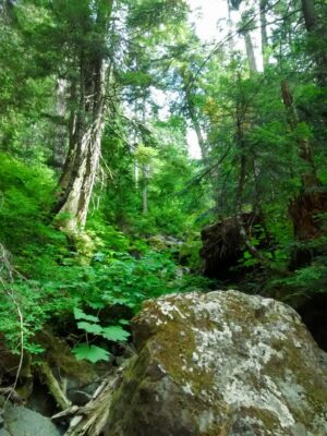 Green trees and undergrowth surround boulders along the Lodge Lake trail.