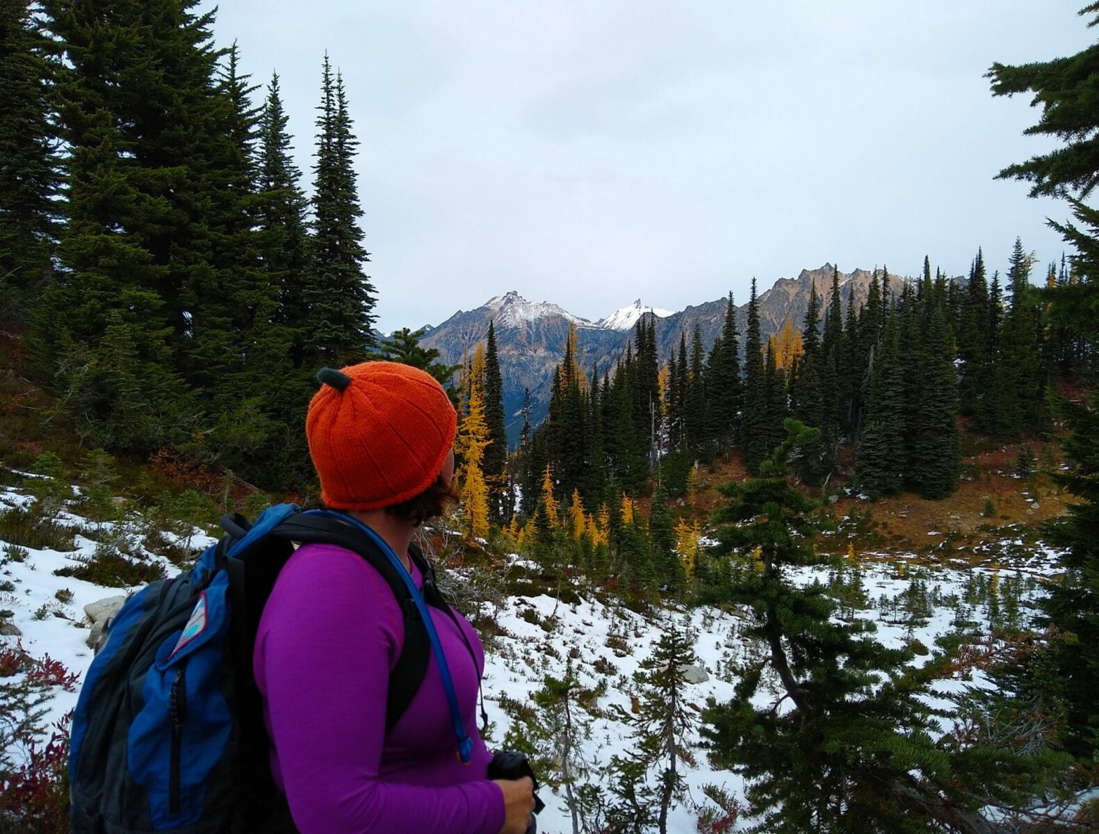 a hiker enjoys one of the best larch hikes in washington, maple pass. there is a bit of snow on the ground and a mixture of evergreen and golden larch trees in the foreground and distant mountains. The hiker is wearing an orange hat, a purple long sleeved shirt and a blue backpack