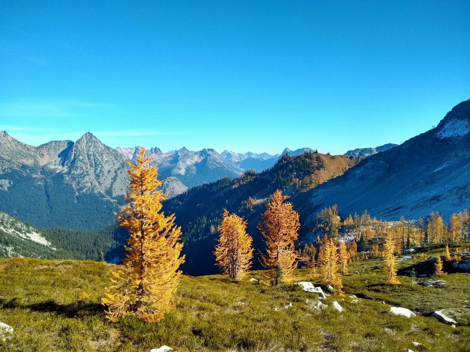Golden larch trees are dispersed in a green meadow in the foreground on the maple pass loop. In the distance are high mountains against a blue sky.