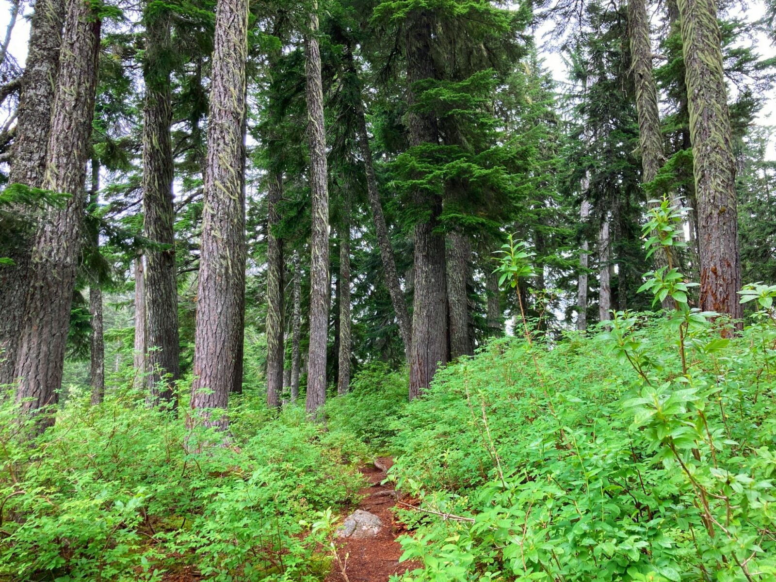 The forest along the Mirror Lake trail with green undergrowth