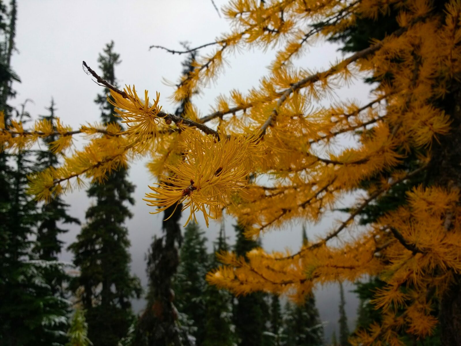 A close up of a golden larch tree branch in North Cascades National Park in October. In the distance are evergreen trees and it's a foggy gray day