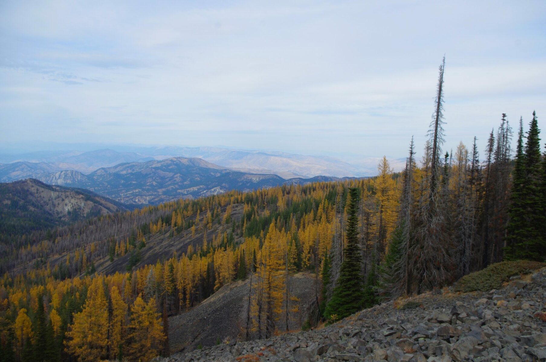 Golden larches mixed with evergreen trees cover a hillside. In the distance are mountains.