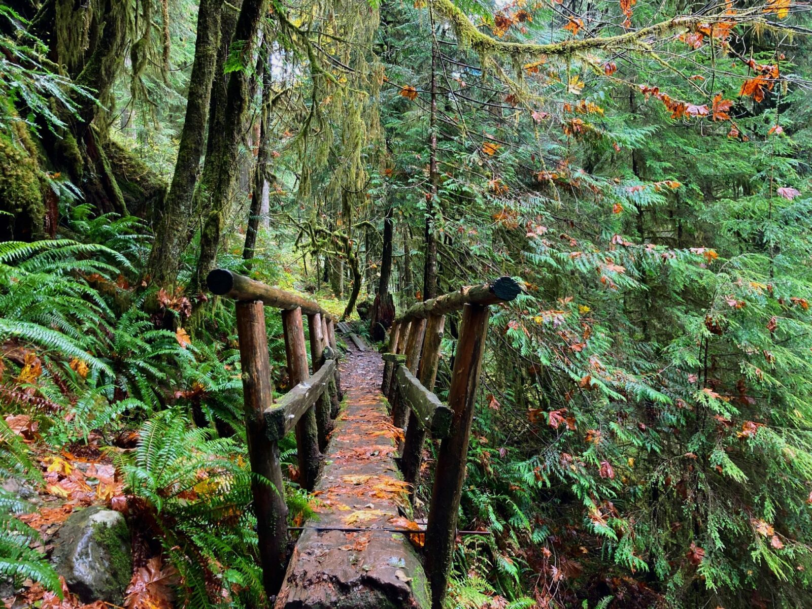 A single log bridge with wooden railings on each side. The bridge is in an evergreen forest with many ferns. There are fall leaves on top of the bridge and ferns