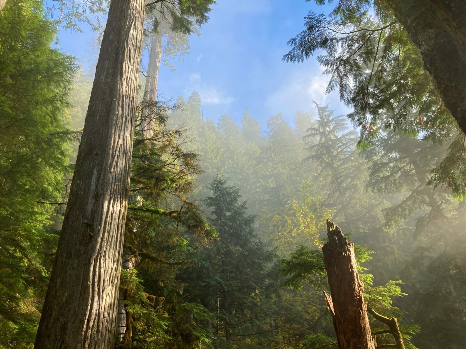 Looking up from below and two tall evergreen trees which are surrounded by many other more distant evergreen trees on the Boulder River trail. The fog is starting to burn off and blue sky is visible above the trees