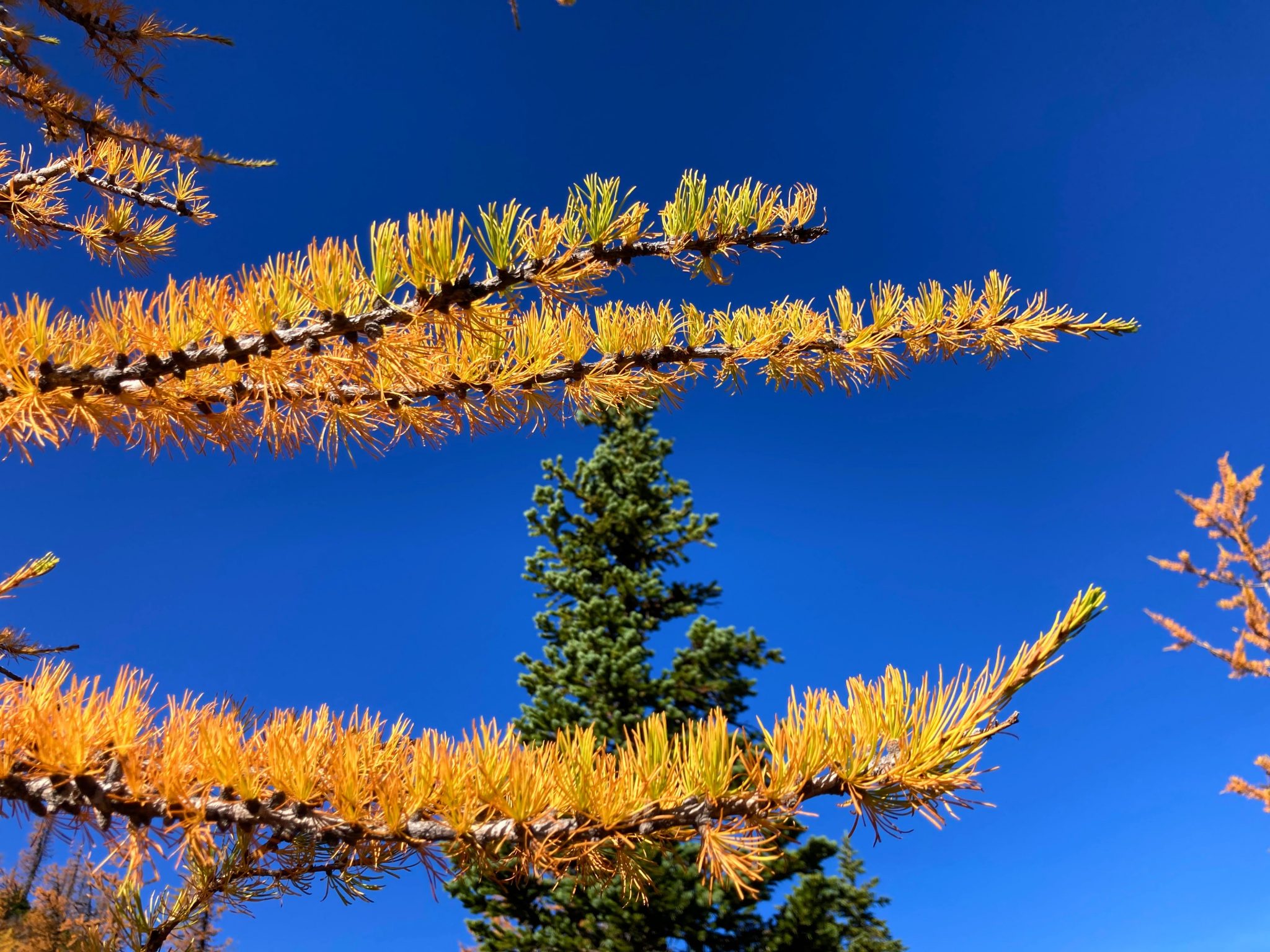 Best Larch Hikes in Washington State Ordinary Adventures