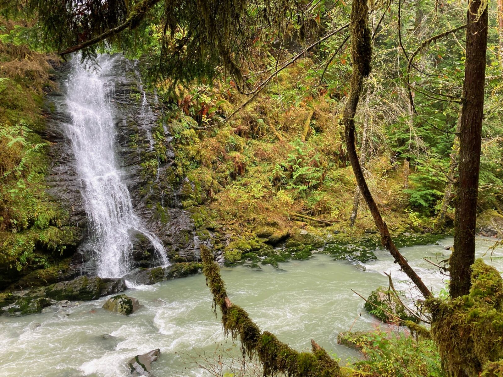 A waterfall coming down between ferns and moss into a rushing milky colored river.