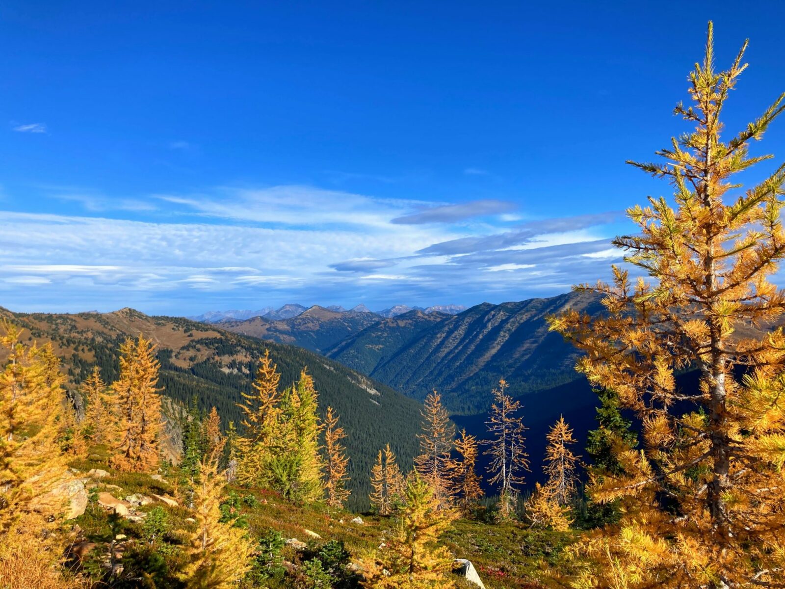 Golden larch trees in the foreground against a backdrop of distant mountains against a blue and partly cloudy sky