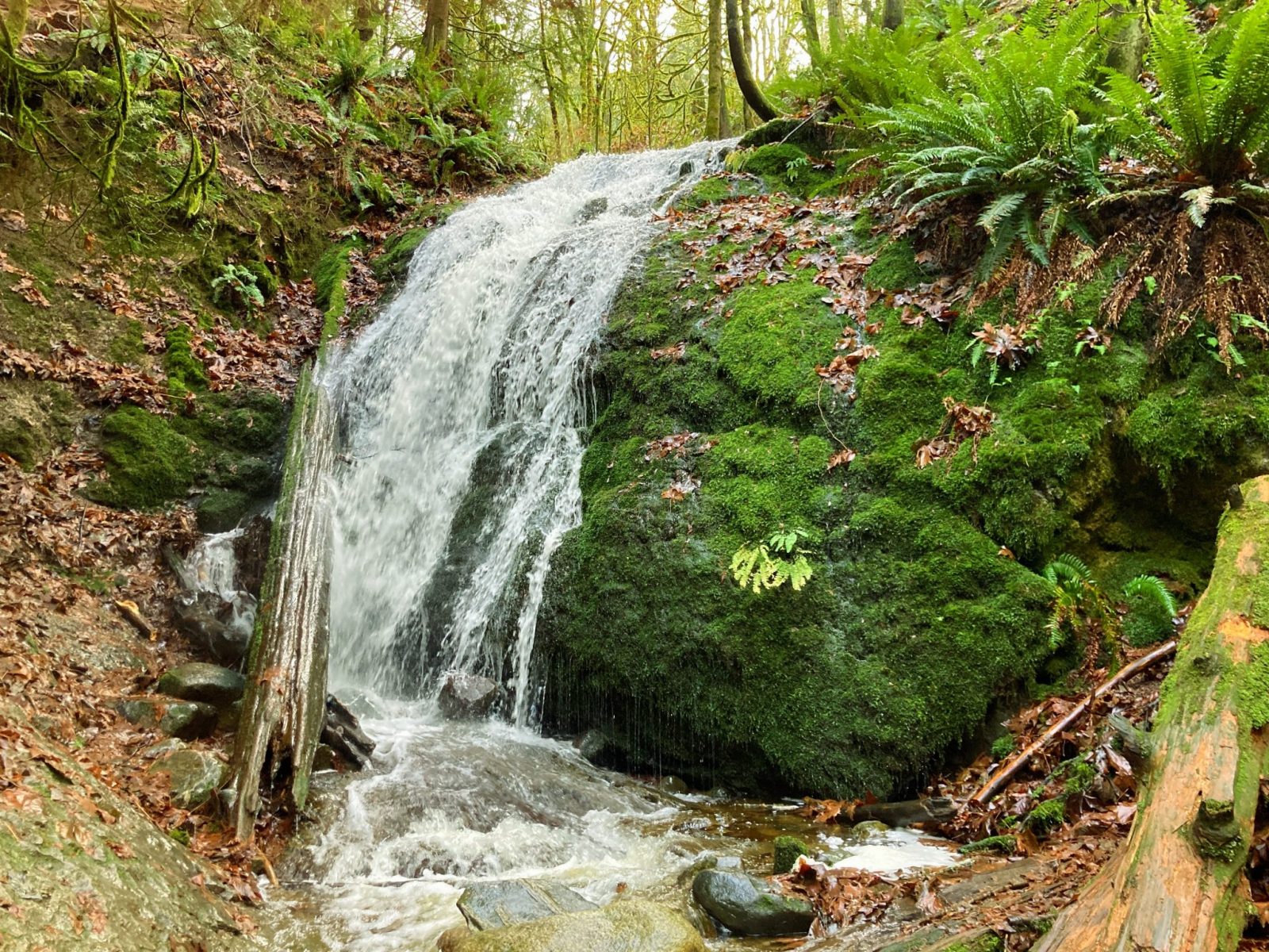 A Coal Creek Falls coming down a rock face into a creek. The rock faces is covered in moss and surrounded by ferns. There are trees around the waterfall.