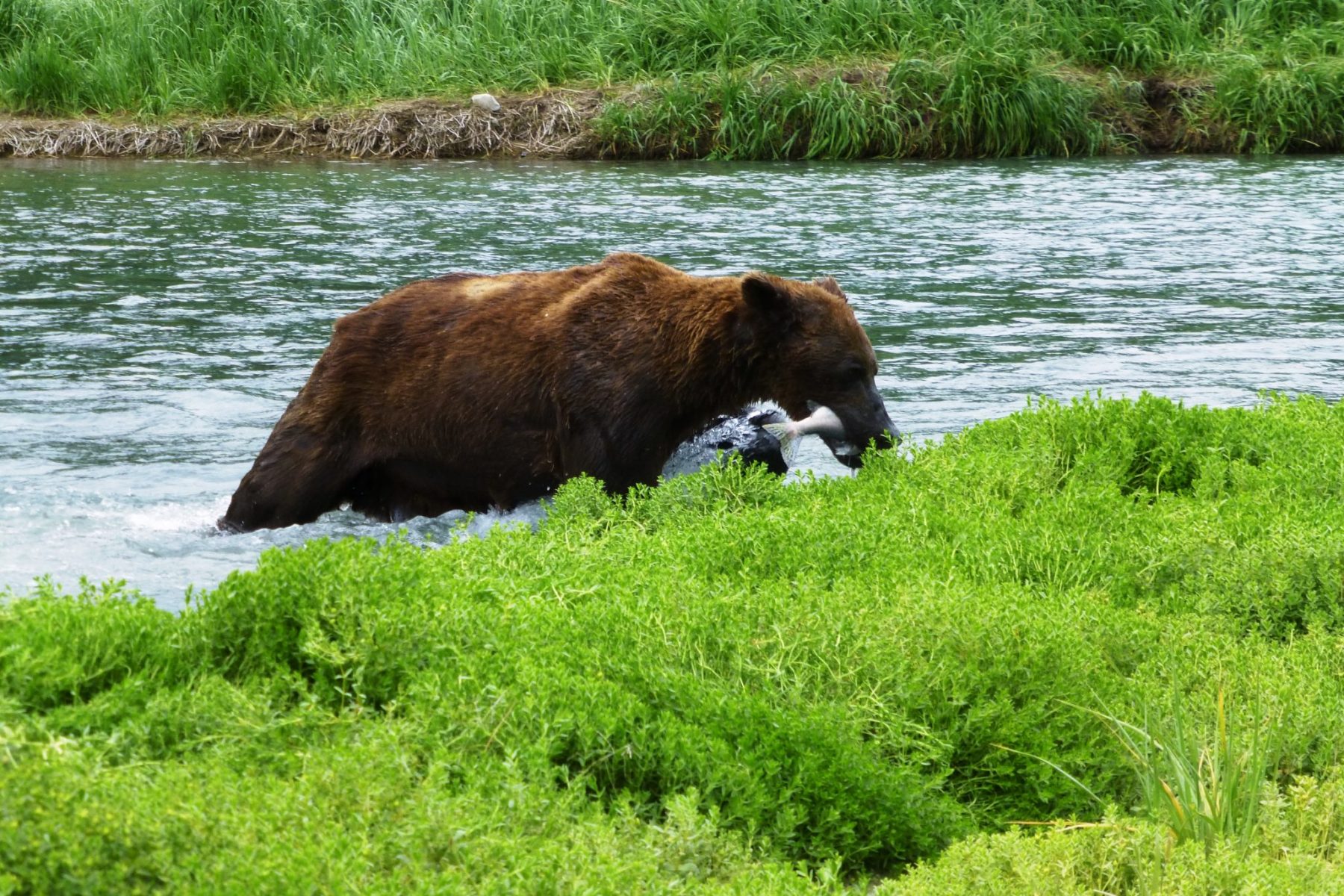 A brown bear coming out of the water with a fish in it's mouth in Katmai, one of the Alaska National parks