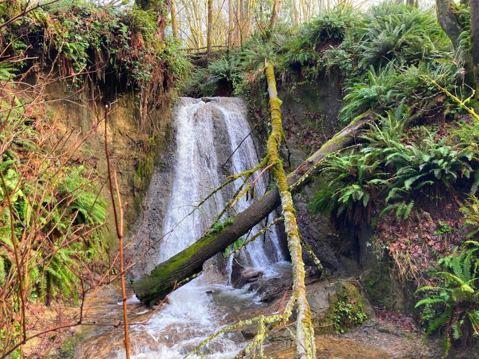 One of the wonderful hikes in Bellevue, the Coal Creek Natural Area includes this waterfall, cascading down a rock face into a small pool among green ferns