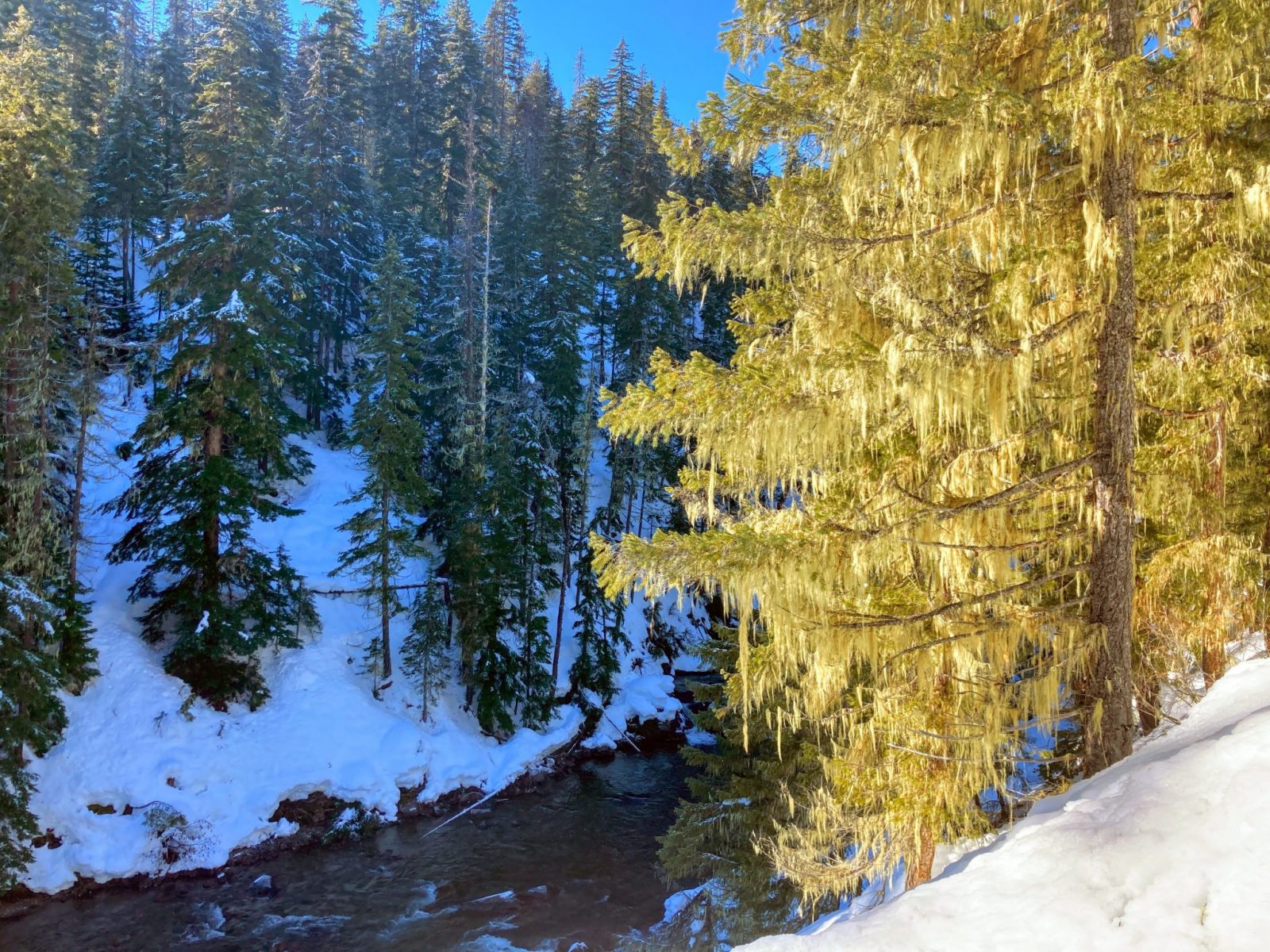 A river below forested hillsides in the winter on a sunny day in the salmon la sac sno park