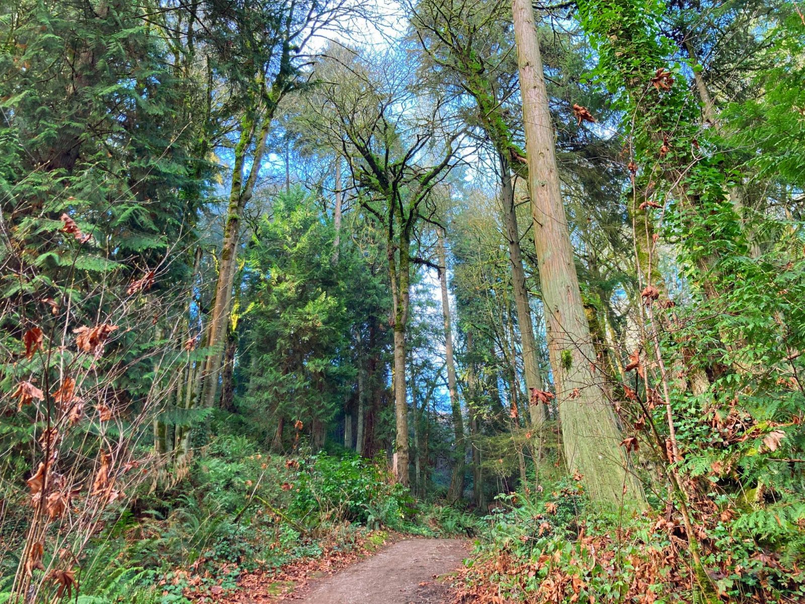 A trail through the forest with evergreen trees and green shrubs and undergrowth in Weowna Park, home to one of the excellent hikes in Bellevue
