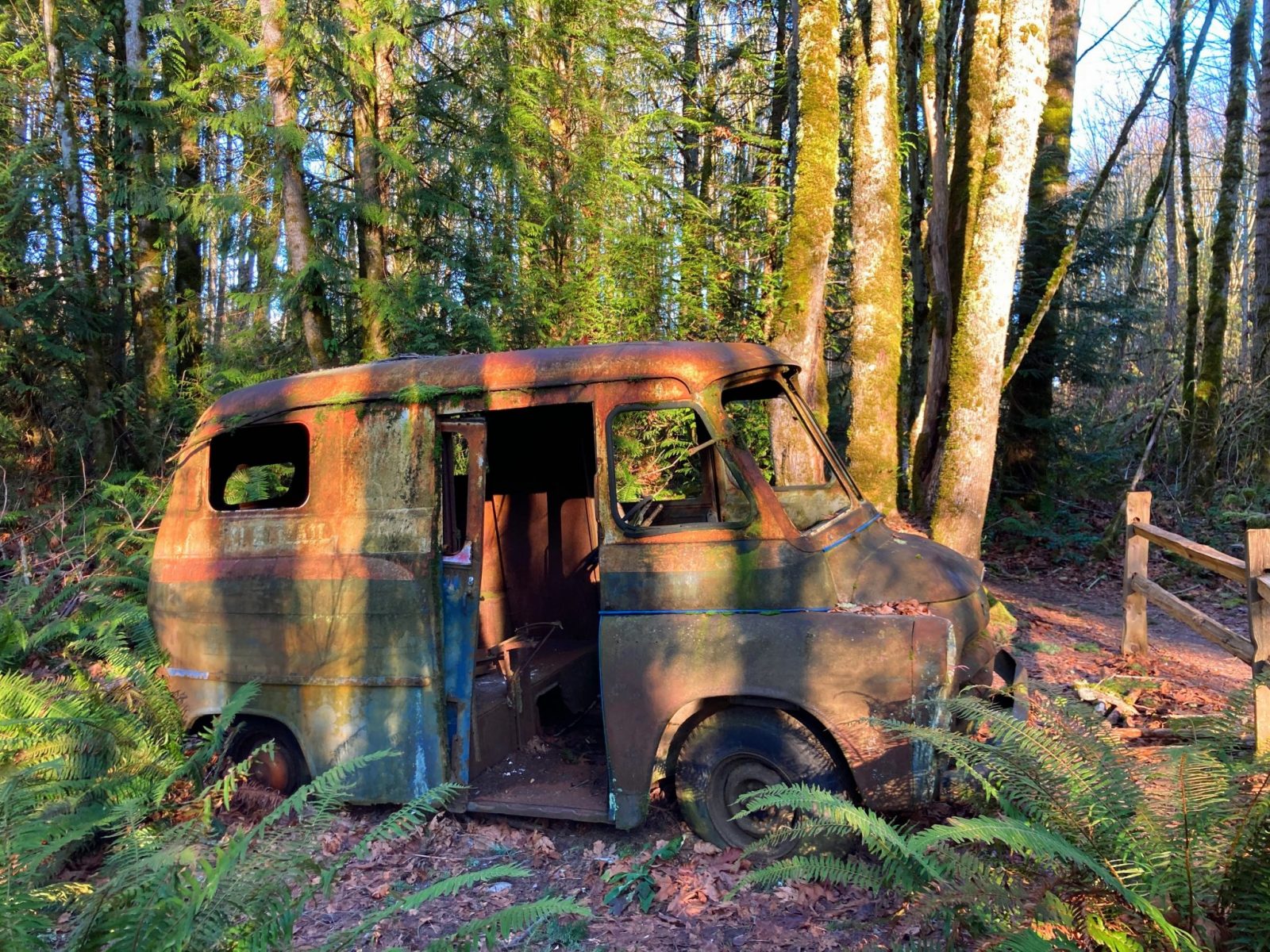 An old, rusty and moss covered truck in the forest. The windows and doors of the truck are gone and it is surrounded by ferns and forest