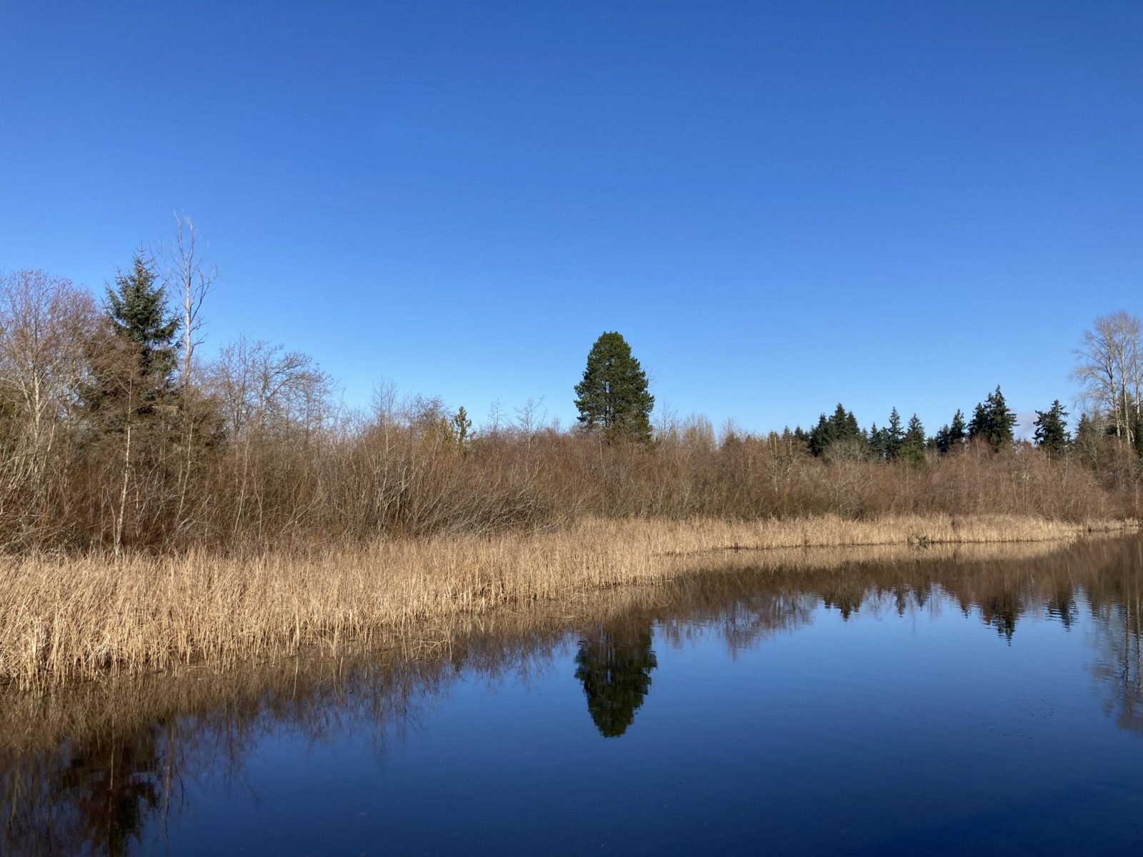 The edge of a small lake on a sunny winter day. The grasses and small shrubs next to the lake are brown. There are evergreen trees in the background